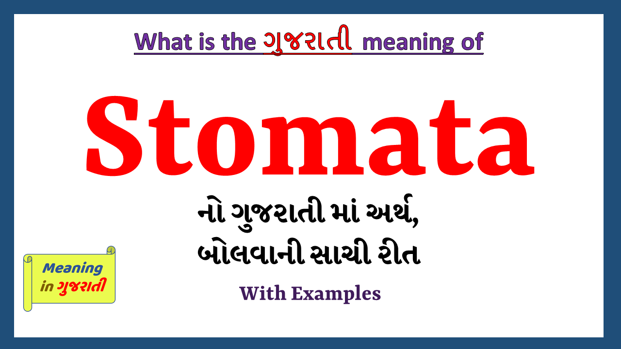 Stomata-meaning-in-gujarati